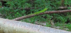 Anolis chloris