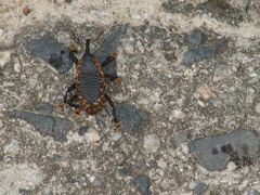 Homalinotus deplanatus