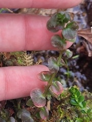 Lysimachia nummularia