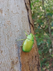 Chrysina psittacina