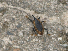 Homalinotus deplanatus