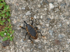 Homalinotus deplanatus
