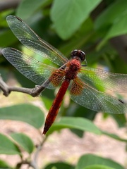 Erythrodiplax corallina