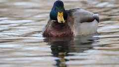 Anas platyrhynchos