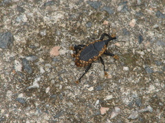 Homalinotus deplanatus