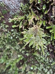 Thamnobryum alopecurum