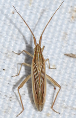 Stenodema calcarata