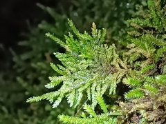 Thamnobryum alopecurum