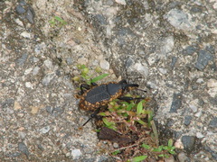 Homalinotus deplanatus
