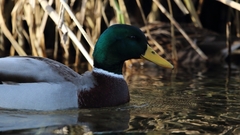 Anas platyrhynchos