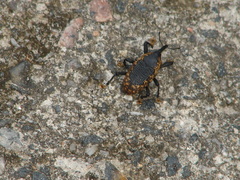 Homalinotus deplanatus