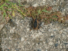 Homalinotus deplanatus