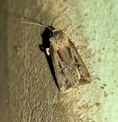 Agrotis spinifera