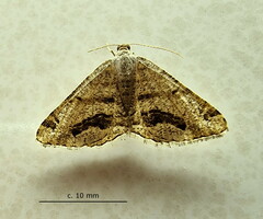 Chiasmia grimmia