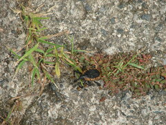 Homalinotus deplanatus