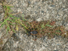 Homalinotus deplanatus
