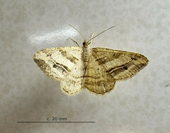 Chiasmia furcata