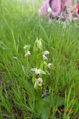 Ophrys umbilicata