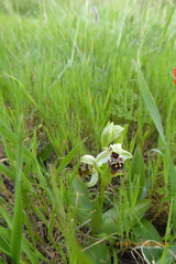 Ophrys umbilicata