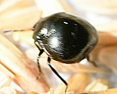 Coptosoma scutellatum