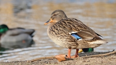 Anas platyrhynchos