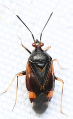 Deraeocoris