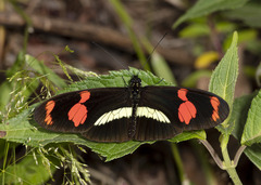 Heliconius telesiphe