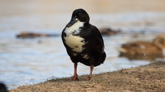 Anas platyrhynchos domesticus