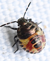 Carpocoris