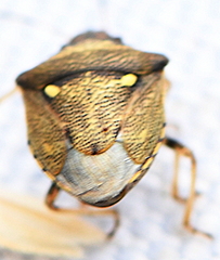 Eysarcoris aeneus