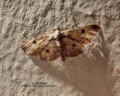 Orbamia octomaculata