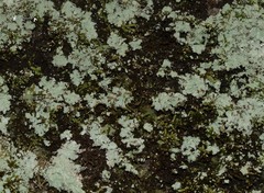 Flavoparmelia baltimorensis