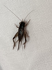 Teleogryllus commodus