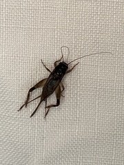 Teleogryllus commodus