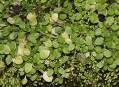 Callitriche heterophylla