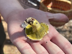 Hypomyces luteovirens