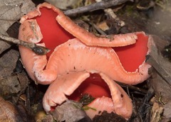 Sarcoscypha austriaca