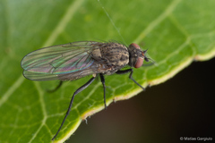 Leucophora