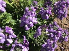 Plantaginaceae
