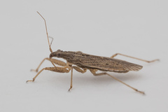 Nabis punctipennis