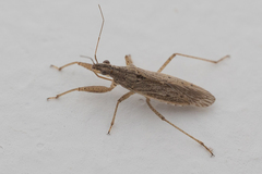 Nabis punctipennis