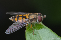 Syrphus octomaculatus