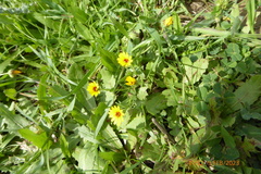 Calendula arvensis