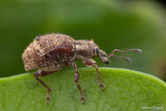 Dasydema hirtella
