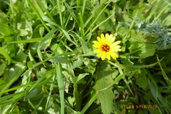 Calendula arvensis