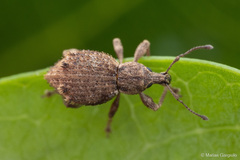Dasydema hirtella