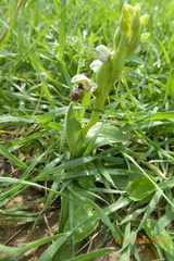 Ophrys umbilicata