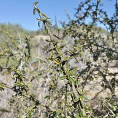 Atamisquea emarginata