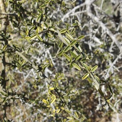 Atamisquea emarginata