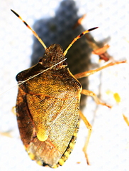 Peribalus strictus
